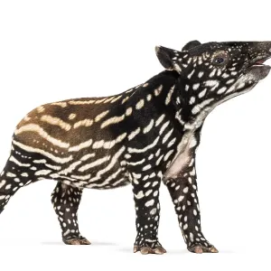 Full length profile of a malayan tapir calf standing and opening its mouth