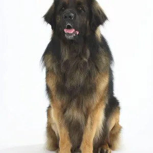 Leonberger Print - Majestic Canine Breed