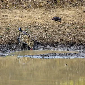 A leopard drinks at a waterhole and is reflected in the water A leopard drinks at a waterhole and is reflected in the water