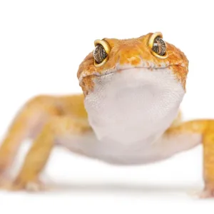 Leopard gecko facing the camera, isolated on white Leopard gecko facing the camera, isolated on white