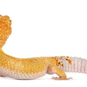 Leopard gecko standing, isolated on white Leopard gecko standing, isolated on white