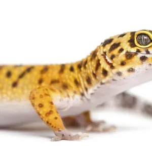 Leopard gecko standing, isolated on white Leopard gecko standing, isolated on white