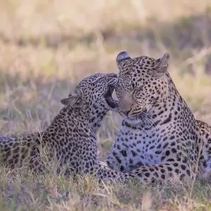 Leopard (Panthera pardus ), Female with young Leopard (Panthera pardus ), Female with young