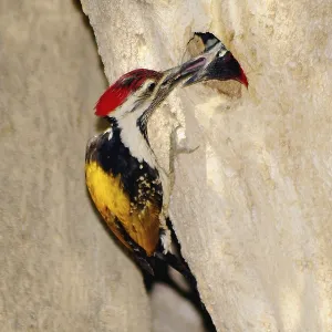 Lesser golden backed woodpecker dinopium benghalense