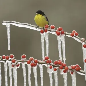 Lesser Goldfinch Print, Adult Male on Possum Haw Holly Branch Lesser Goldfinch Print, Adult Male on Possum Haw Holly Branch