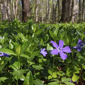 Lesser periwinkle (Vinca minor)