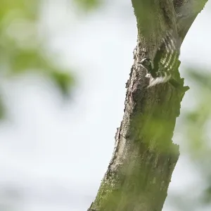 Lesser spotted woodpecker (Dendrocopos minor)