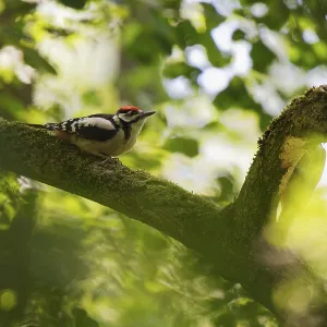 Lesser spotted woodpecker (Dryobates minor) sitting in a tree