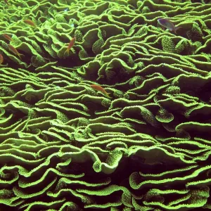 Lettuce Coral Print, Red Sea, Egypt Lettuce Coral Print, Red Sea, Egypt
