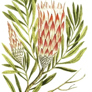 Leucadendron salignum, also known as solar cone