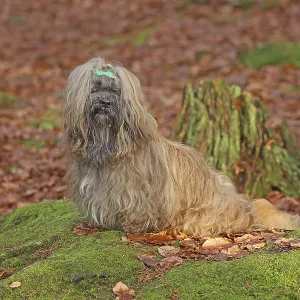Lhasa Apso