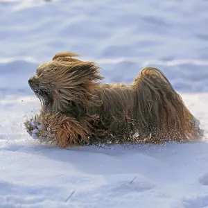 Lhasa Apso, Lhasa terrier, lion dog, Tibet, snow Lhasa Apso, Lhasa terrier, lion dog, Tibet, snow