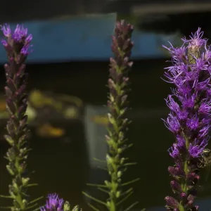 Liatris spicata Print, East Frisia, Germany