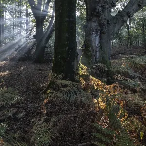 Light in beech forest (Fagus sylvatica) with bracken fern (Pteridium aquilinum)