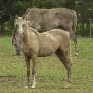 A light brown and a gray horse stand on a green pasture