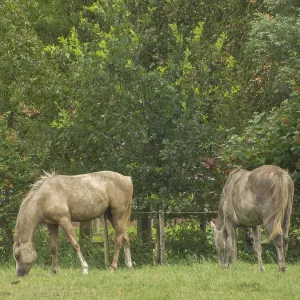 Two light brown horses graze on a green pasture surrounded by trees