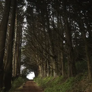 Light at the end of a forest arc surrounded by tall trees on the Otago Peninsula