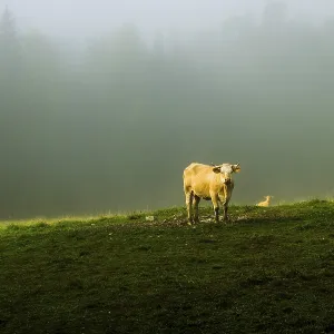 Light falls on a brown cow with calf Light falls on a brown cow with calf