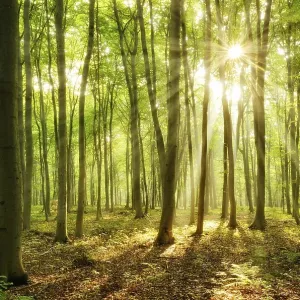 Light-flooded beech forest, sun shines through the forest Light-flooded beech forest, sun shines through the forest