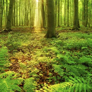 Light-flooded beech forest, sun shines through the forest