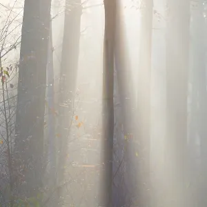 Light-flooded Forest Print, Lüneburg District, Germany