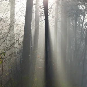 Light-Flooded Forest Print, Lüneburg District, Germany