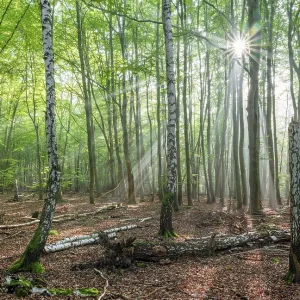 Light-flooded natural forest of beech and birch trees with deadwood