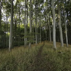 Light-flooded path leads through a quiet and tall deciduous forest in daylight