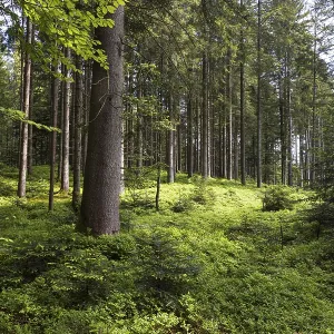Light-flooded spruce forest, forestry