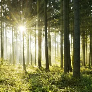 Light-flooded spruce forest, Sun shines through fog