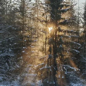 Light penetrates through trees in a snow-covered forest Light penetrates through trees in a snow-covered forest
