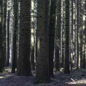 Light in a spruce forest (Picea abies) Light in a spruce forest (Picea abies)