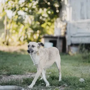 A light tan dog standing in a backyard with greenery A light tan dog standing in a backyard with greenery