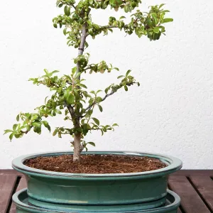 Ligustrum bonsai tree on a wood table Ligustrum bonsai tree on a wood table