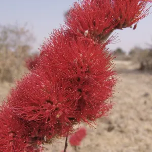 Likapo (Combretum platypetalum baumii) Likapo (Combretum platypetalum baumii)