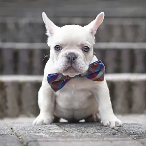 Lilac fawn colored French Bulldog dog puppy with big smile with tongue out wearing a bow tie