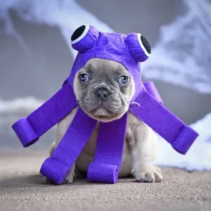 Lilac French Bulldog puppy wearing a cute purple Halloween octopus dog costume with big eyes