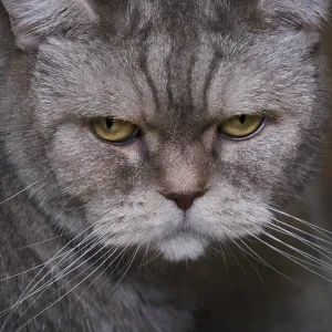 Serious lilac scottish cat, close-up Serious lilac scottish cat, close-up