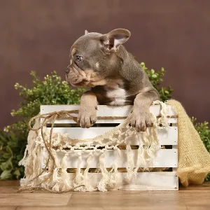 Lilac Tan French Bulldog puppy in box with boho decor in front of brown background Lilac Tan French Bulldog puppy in box with boho decor in front of brown background