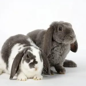 Lilac-white and lilac, 14 weeks Rex Dwarf Rams Print