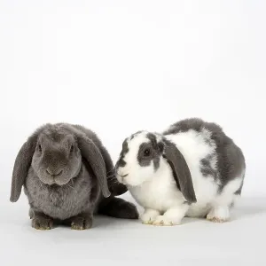 Lilac-white and Lilac Dwarf Rex Rams, 14 Weeks Print