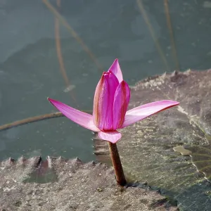Lily bud flowering in pond