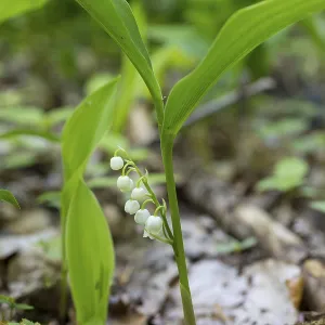 Lily of the valley (Convallaria majalis) in the forest near Moritzburg
