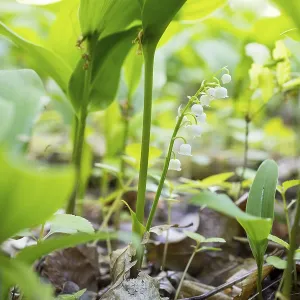 Lily of the valley (Convallaria majalis) in the forest near Moritzburg