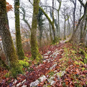 Limestone trail leads through forest covered with moss trees