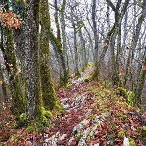 Limestone trail leads through forest covered with moss trees