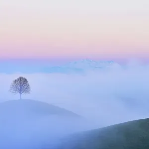 Linden trees (Tilia), in drumlin landscape in the fog Linden trees (Tilia), in drumlin landscape in the fog