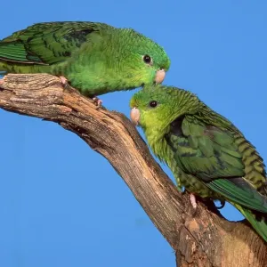 Lineolated (Bolborhynchus lineola) Parakeets, pair
