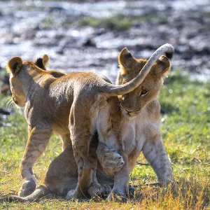 Lion cub, lion (Panthera leo) in grass