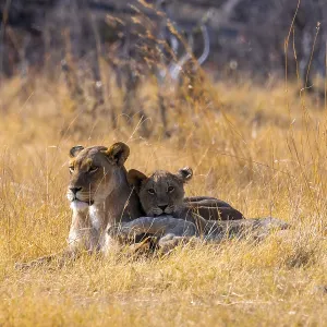 Lion cub and lioness, lion (Panthera Leo) lying in grass